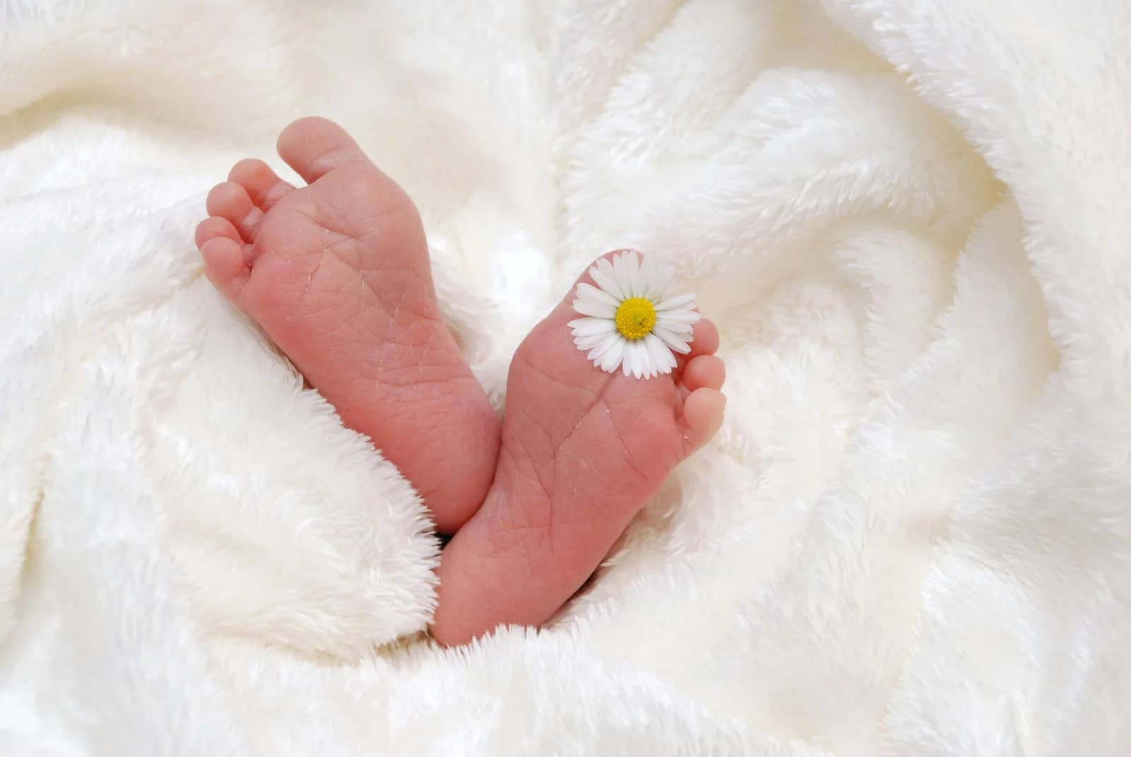 A close-up of a baby's feet resting on a fluffy white blanket, with a small daisy placed on one foot.